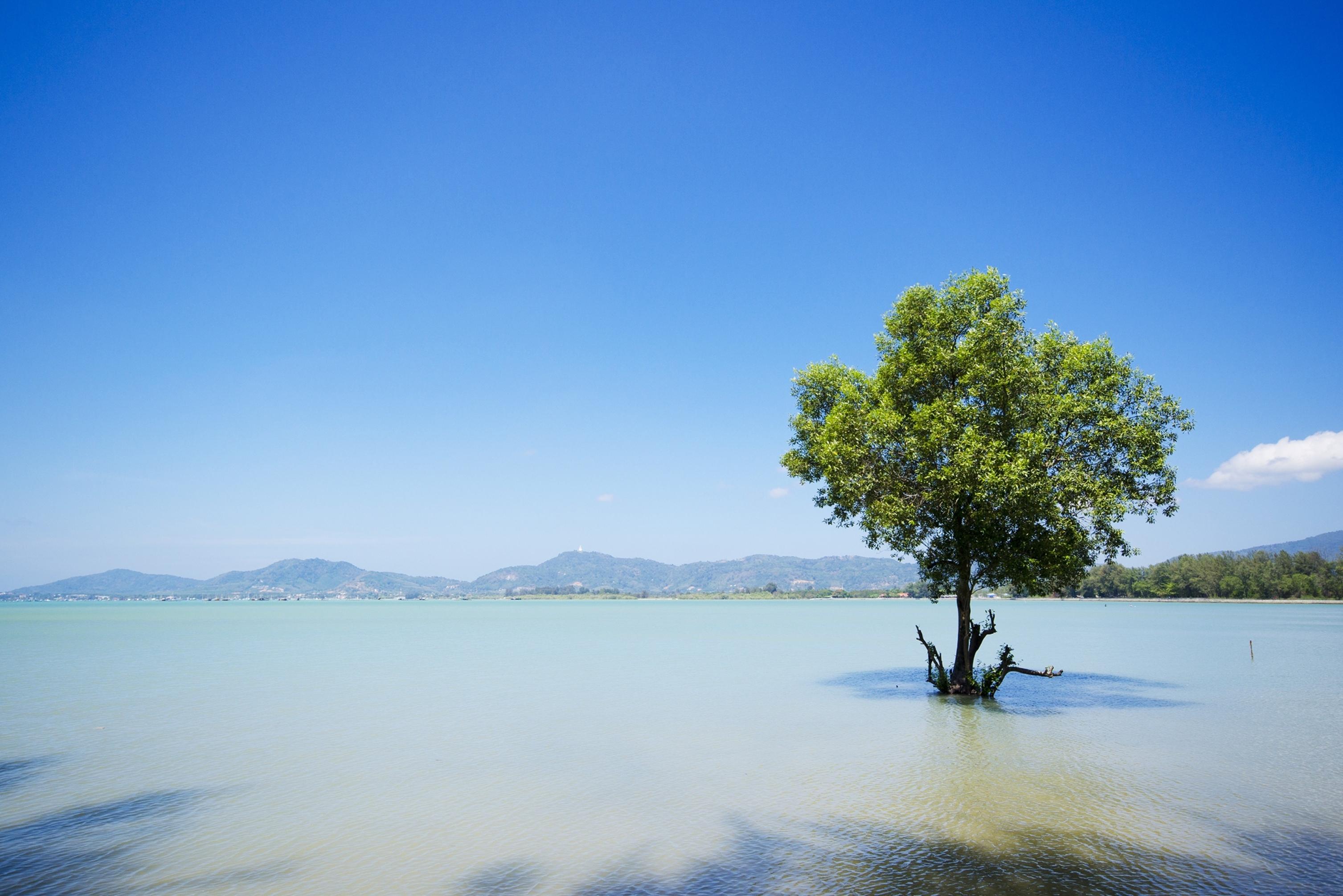 The Mangrove By Blu Monkey Phuket - Sha Extra Plus Panwa-stranden Eksteriør billede